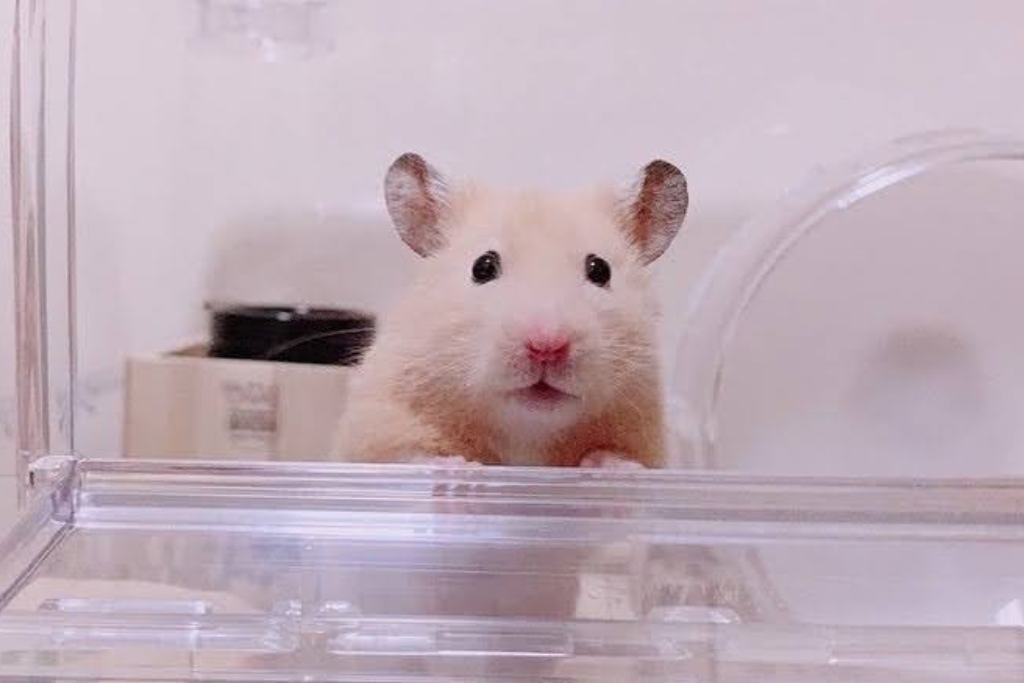 しろ様専用 ハムスター ルーミィ60用 ロフト ＋前面齧り防止(検 グラス  